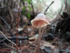 Mycena seynii