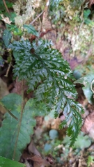 Trichomanes obscurum