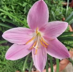 Zephyranthes fosteri