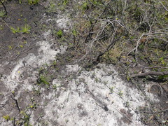 Rhynchosia leucoscias