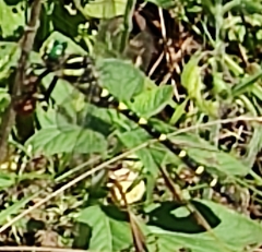 Cordulegaster picta