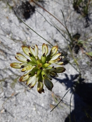 Disa bivalvata
