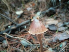 Mycena seynii