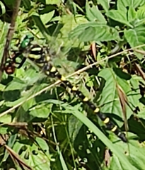 Cordulegaster picta