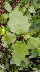 Solanum stellatiglandulosum