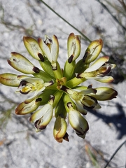 Disa bivalvata