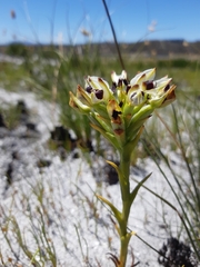Disa bivalvata