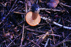 Lactarius aurantiacus