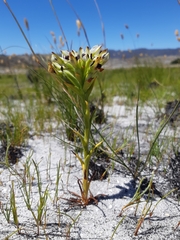 Disa bivalvata