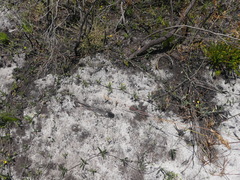 Rhynchosia leucoscias