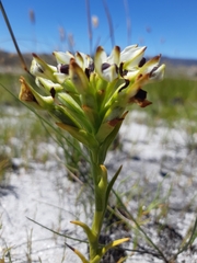 Disa bivalvata