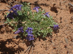 Aptosimum procumbens