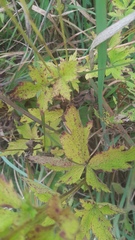 Anemone virginiana