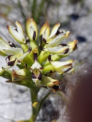 Disa bivalvata
