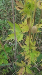 Anemone virginiana