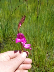 Disa racemosa