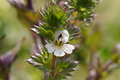 Euphrasia stricta