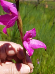 Disa racemosa