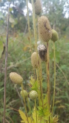 Anemone virginiana