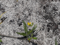 Rhynchosia leucoscias