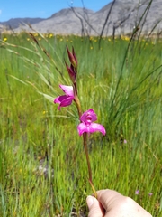Disa racemosa