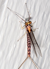 Hexagenia bilineata