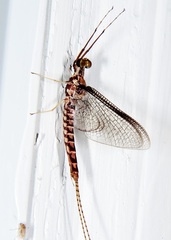 Hexagenia bilineata