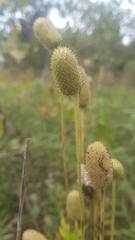 Anemone virginiana