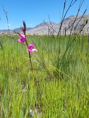 Disa racemosa