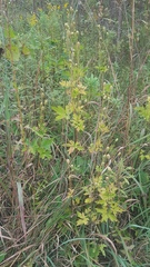 Anemone virginiana