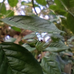 Araneus uniformis