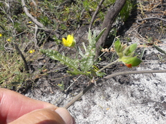 Rhynchosia leucoscias