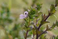 Euphrasia stricta