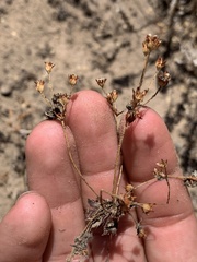 Androsace occidentalis