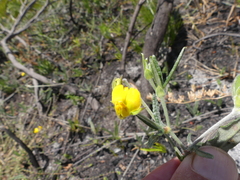 Rhynchosia leucoscias