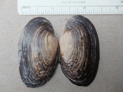 Strophitus undulatus