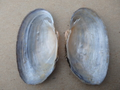 Strophitus undulatus