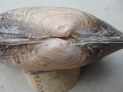 Strophitus undulatus