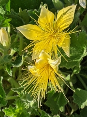 Eucnide bartonioides