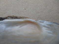 Strophitus undulatus