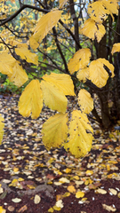 Hamamelis virginiana