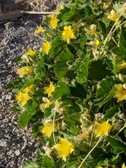 Eucnide bartonioides