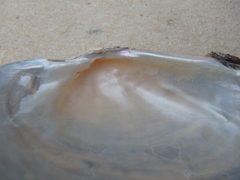 Strophitus undulatus