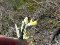 Rhynchosia leucoscias