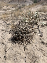 Sclerocactus glaucus
