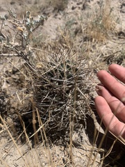 Sclerocactus glaucus