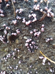 Chondrostereum purpureum