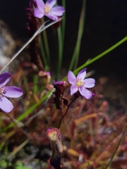 Drosera capensis