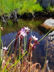 Drosera capensis