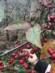 Cotoneaster bullatus
